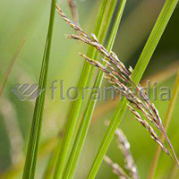 DESCHAMPSIA